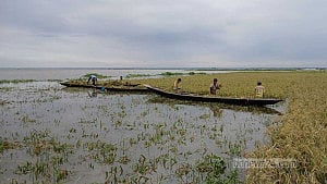 মৌলভীবাজারে পানিতে তলিয়ে আড়াই হাজার হেক্টর বোরো ধান