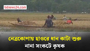 নেত্রকোণায় রোদের ঝলক, হাওরে ধান কাটা শুরু