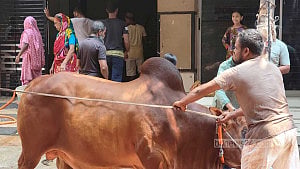 রাজধানীতে ঈদের দ্বিতীয় দিনেও চলছে পশু কোরবানি