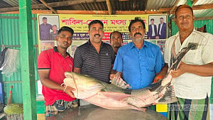 পদ্মার এক বাঘাইড় ৬৬ হাজারে বি‌ক্রি