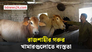 কোরবানির ঈদ সামনে রেখে ব্যস্ত সময় পার করছেন রাজশাহীর খামারিরা