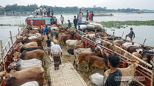 নৌ ও সড়কপথে ঢাকায় কোরবানির পশু