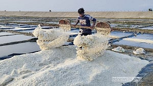 দুই সপ্তাহ পর উৎপাদনে ফিরলেন শাহপরীর দ্বীপের লবণচাষীরা