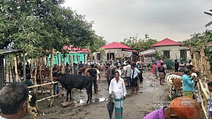 সাভারে বিএনপি নেতার অবৈধ গরুর হাট, ‘ইচ্ছামত হাসিল’