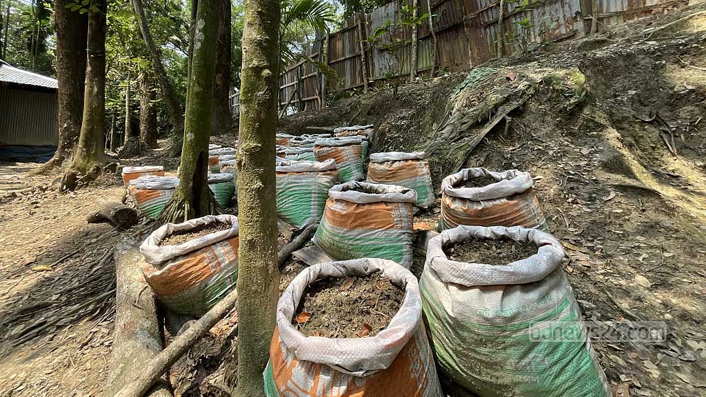 জলবায়ু অভিযোজনের অংশ হিসেবে ভোলার বোরহানউদ্দিনে বস্তায় আদা চাষ করছেন নারীরা।