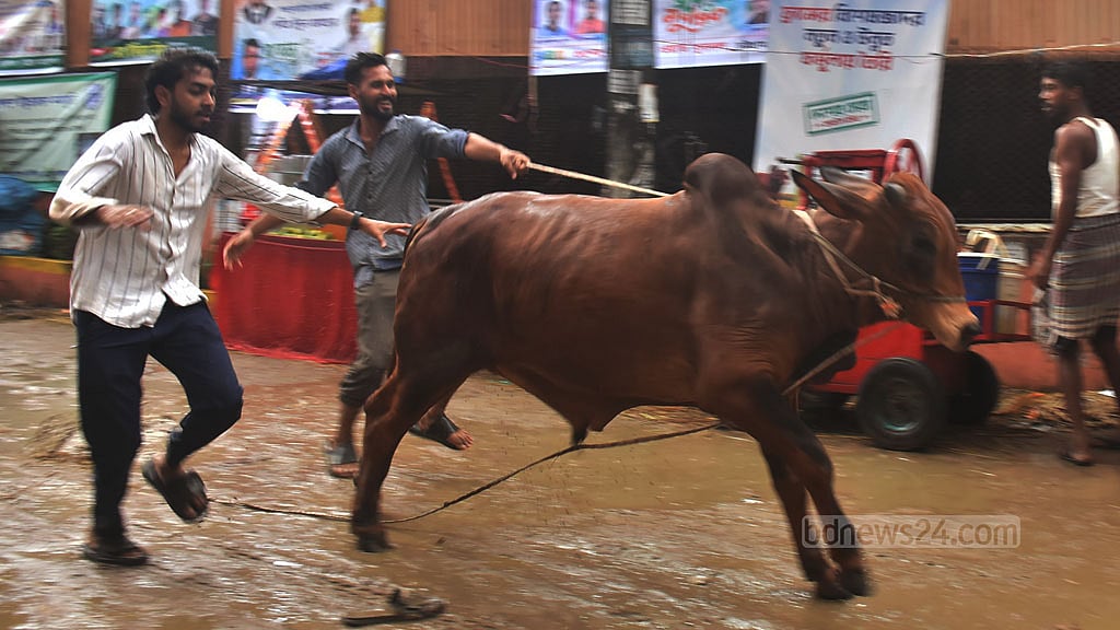 কোরবানির জন্য গরু কিনে বাড়ি ফিরছেন ক্রেতারা।