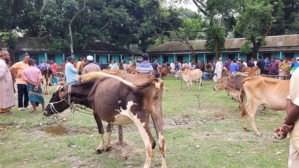 চিলমারীতে সরকারি কলেজ মাঠে অস্থায়ী পশুর হাট।