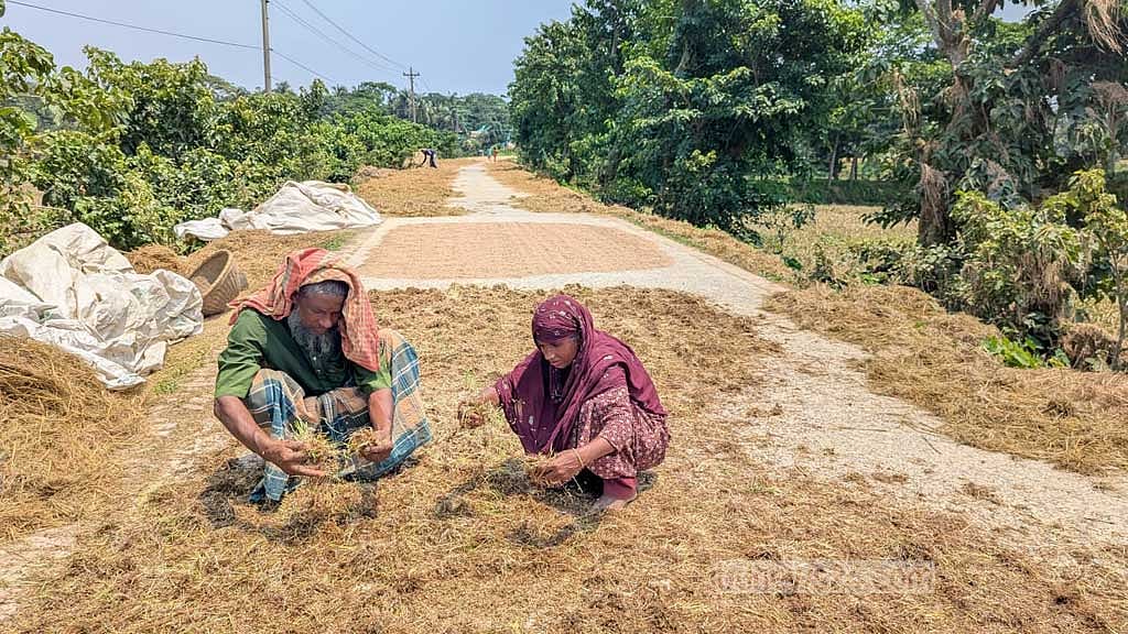 দিরাই উপজেলা সদর থেকে শ্যামারচরের দিকে যে সড়ক গেছে, সেখানে ভেজা ধান রোদে দিয়েছেন এই দম্পতি। তারা পরীক্ষা করে দেখছেন, ভেজা ধানের কতটুকু খাবার উপযোগী রয়েছে।