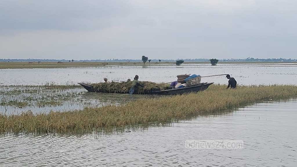 দুদিনের কিছুটা রোদে মাথা তুলেছে ছায়ার হাওরে পানির নিচে থাকা ধান। সেই বিবর্ণ ধানই কেটে বাড়ি নিচ্ছেন কৃষক; যদি কিছুটা ধান মেলে এই আশায়। 