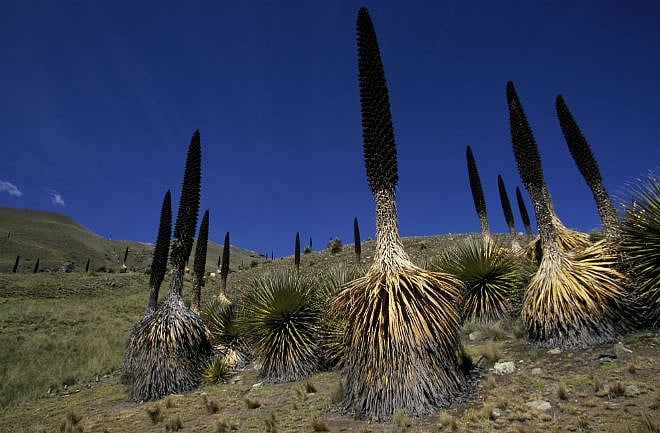 California plant lovers get chance to see once-in-a-century bloom
