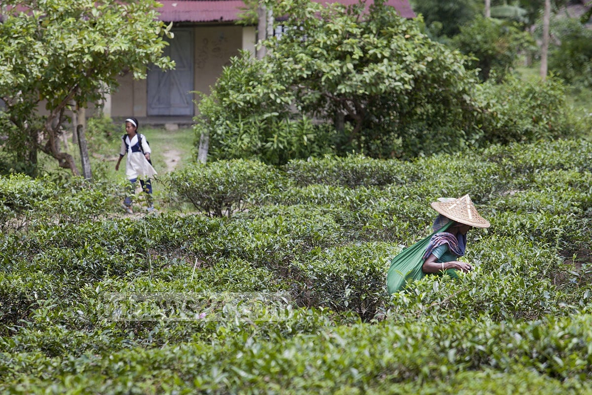 A worker picking tea leaves at a garden in Moulvibazar. Photo: Asaduzzaman Pramanik 