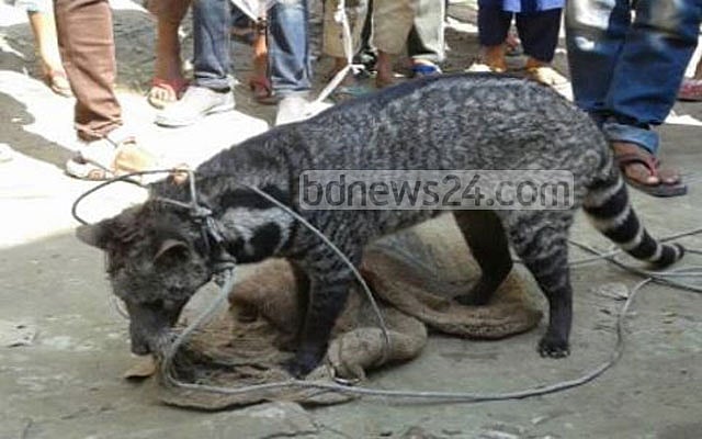 ঝালকাঠিতে একটি প্রাণী আটক