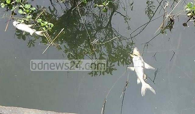 Flooded haor crops release poison that kills fish