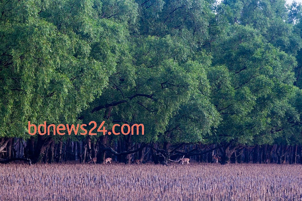 Sundarbans Python Unesco team to assess power plant’s impact on the Sundarbans