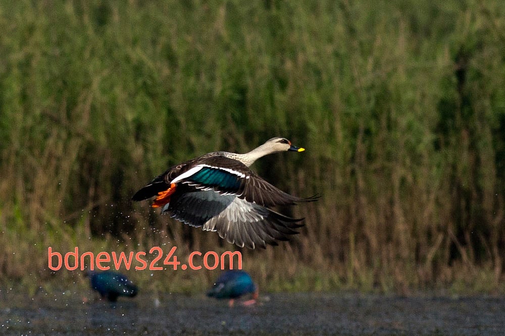 Birds of Tanguar Haor