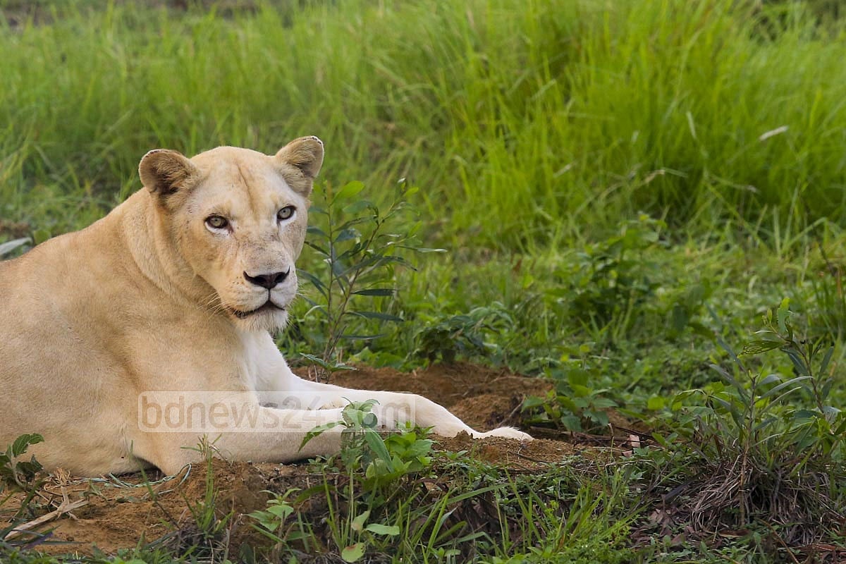 Lioness shot dead after escaping from South Korean farm