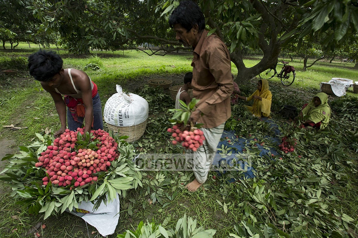 লিচুতে মিলেছে উচ্চমাত্রায় কীটনাশকের উপস্থিতি।