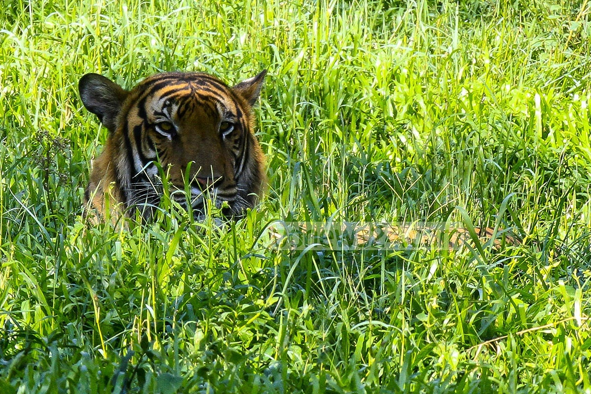 ছবি: মুস্তাফিজ মামুন