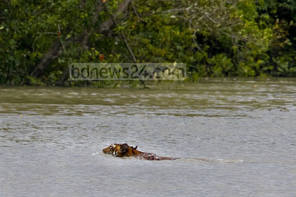 Sundarbans Tiger