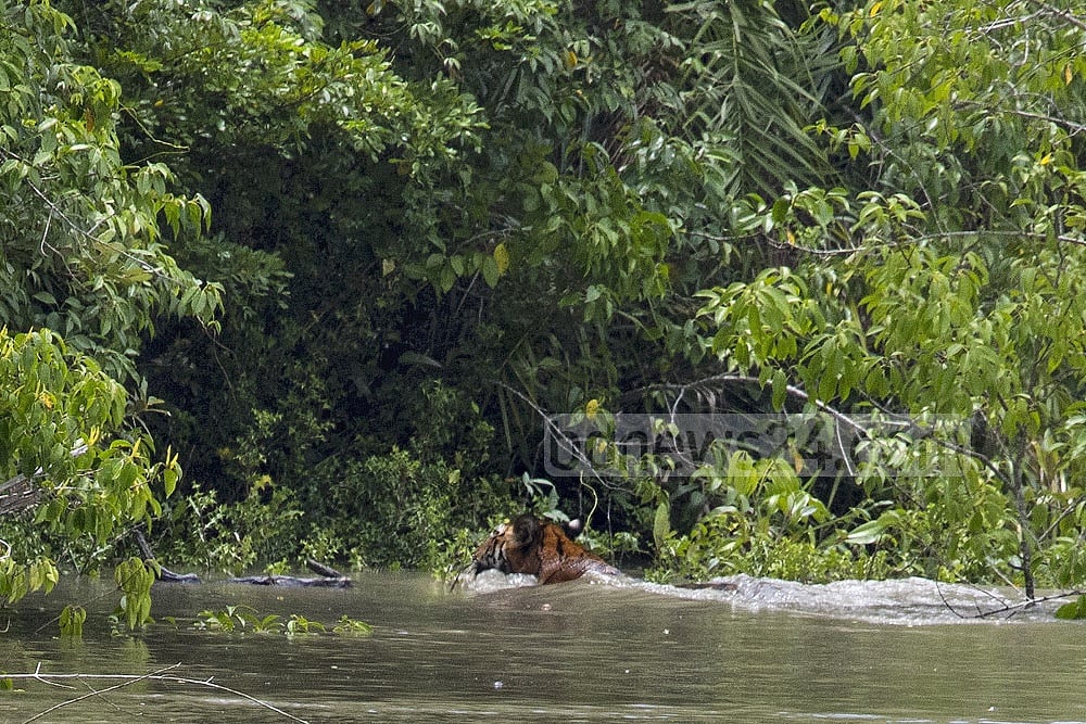 ছবি: মুস্তাফিজ মামুন