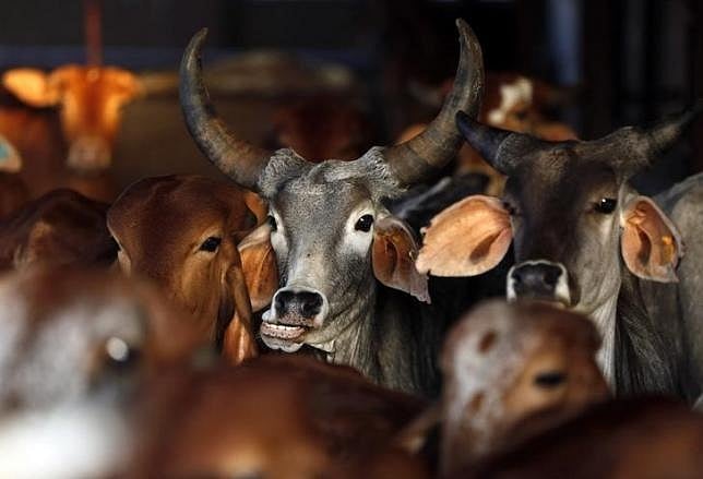 ২০১৪ সালে ভারত বাংলাদেশে গরু পাঠানোর ব্যাপারে কড়াকড়ি আরোপ করে। এরপর বাংলাদেশে ব্যাপক হারে খামার গড়ে উঠে। কিন্তু বেড়ে যায় দাম 