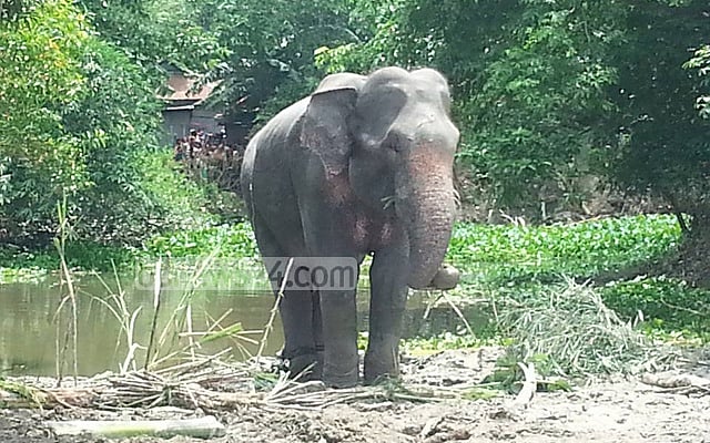 ধান ক্ষেতে কাজ করার সময় হাতির আক্রমণে কৃষকের মৃত্যু