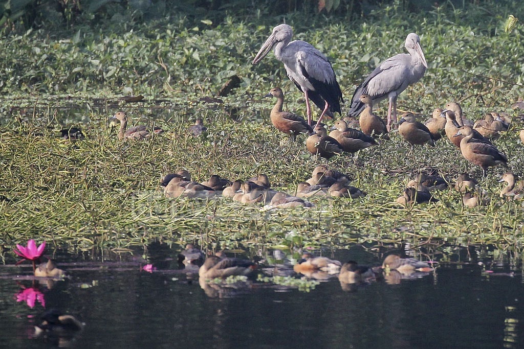 Two Asian openbill storks are seen among a flock of lesser whistling ducks Two Asian openbill storks are seen among a flock of lesser whistling ducks