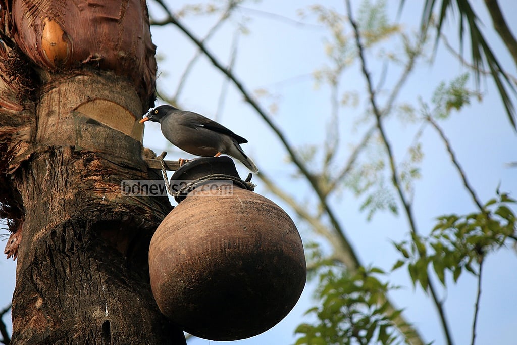 কাঁচা খেজুর রস পান না করা এবং পাখি বা বাদুরে খাওয়া ফল না খাওয়াই নিপা ভাইরাস এড়ানোর উপায় ছবি: বিডিনিউজ টোয়েন্টিফোর ডটকম