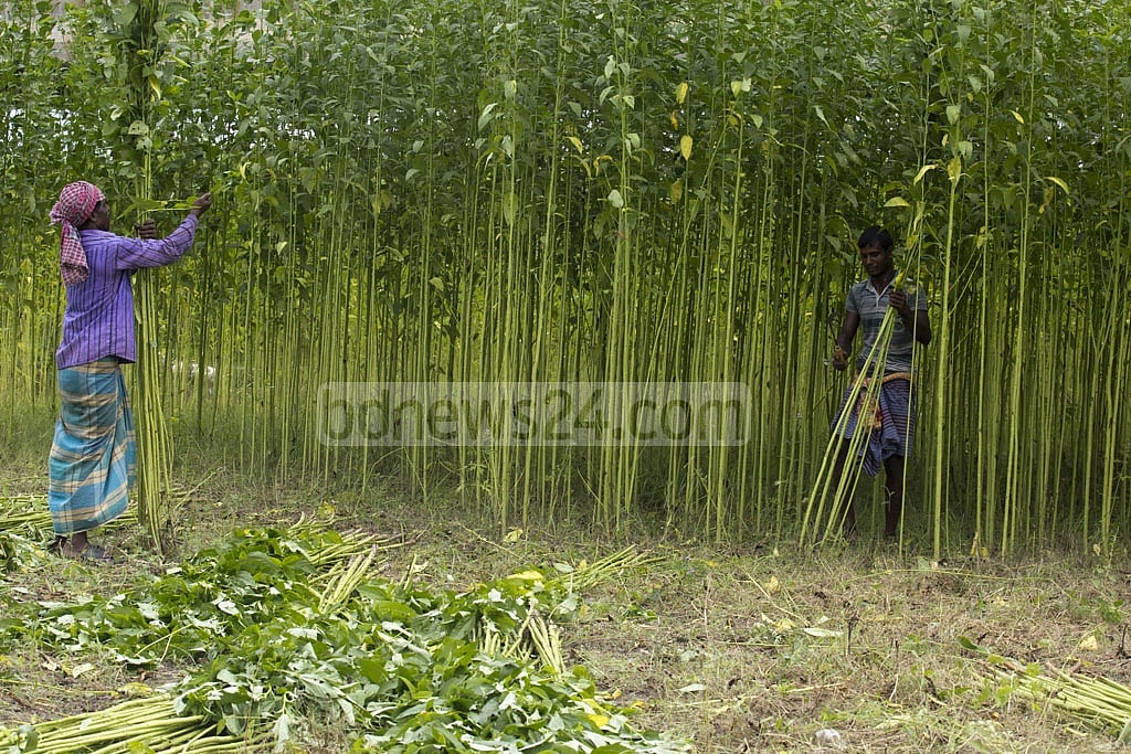 টাঙ্গাইলের নাগরপুরের কালুরঘাট এলাকায় ক্ষেত থেকে পাট কাটছেন কৃষক ফাইল ছবি: মোস্তাফিজুর রহমান