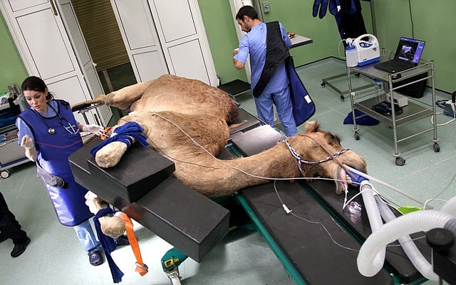 Treating bumps and humps: Dubai opens $10 million camel hospital