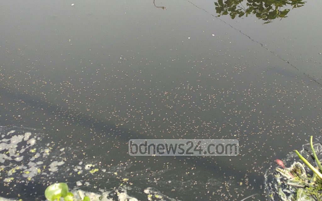 পূর্বাচল ৩০০ ফুট সড়কের পাশের খালে জন্মাচ্ছে মশা।  ফাইল ছবি