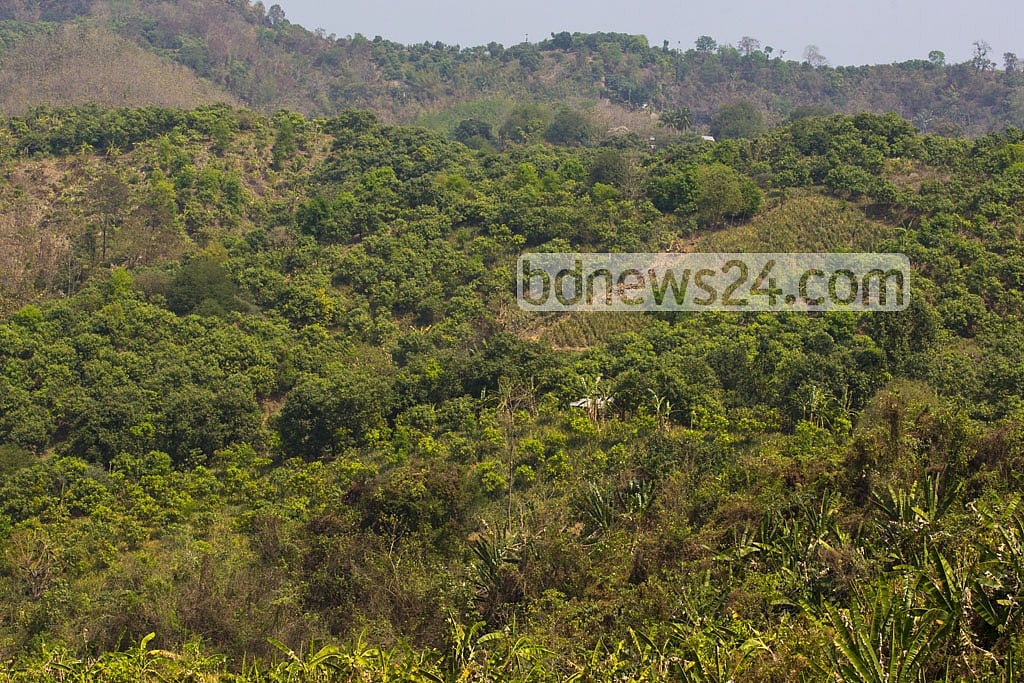 বান্দরবানে ‘বন্য হাতির আক্রমণে’ বৃদ্ধ নিহত