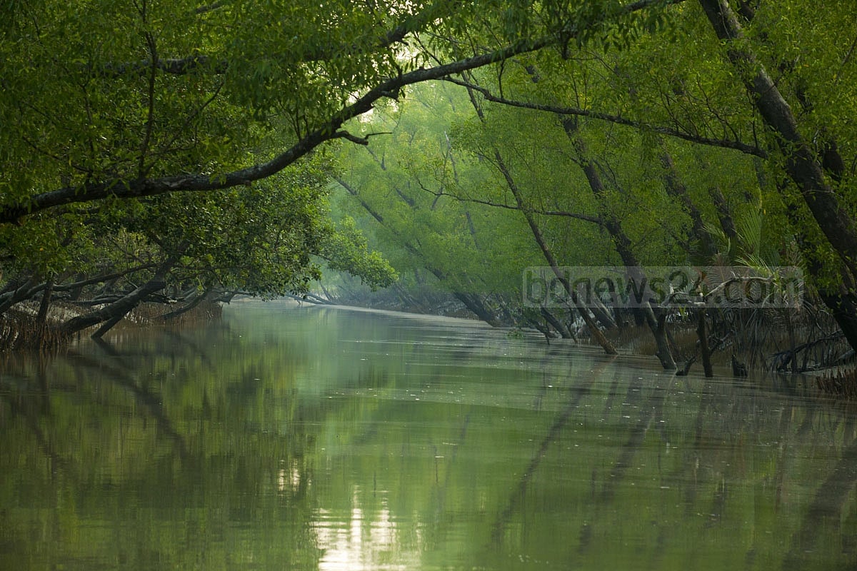 সুন্দরবন  ছবি: মোস্তাফিজুর রহমান