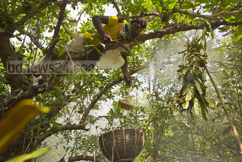 সুন্দরবনের সাতক্ষীরা রেঞ্জের কলাগাছিয়া এলাকার জঙ্গলে চাক কেটে মধু সংগ্রহ করছেন এক মৌয়াল।  ছবি: মুস্তাফিজ মামুন