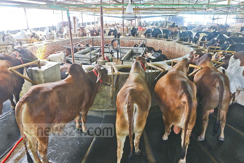 ভারত থেকে গরু আসা কমার পর দেশে গড়ে উঠে বড় বড় খামার। তবে উৎপাদন বাড়ার সঙ্গে তাল মিলিয়ে বেড়েছে দর। 