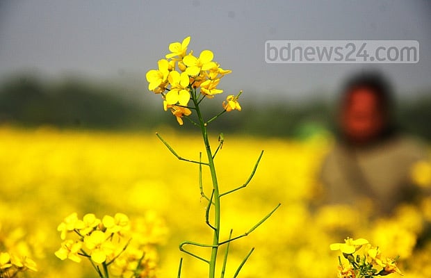 Making a mark with mustard: how farmers are mastering the game