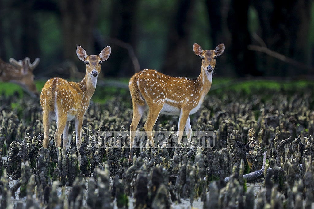 A pair of spotted deer is roaming in the Katka Wildlife Sanctuary in the Sundarbans. Bangladesh observed Sundarbans Day with a slogan, “Love Sundarbans on Valentine’s Day” on Thursday. Photo: Mostafigur Rahman 