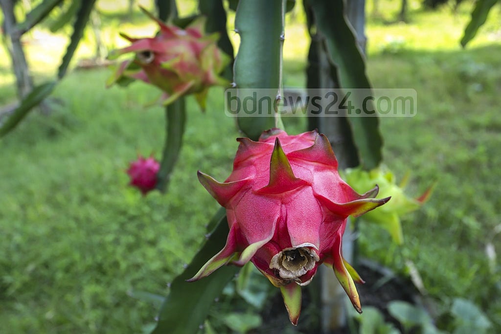 বাগানে গাছে গাছে ঝুলে আছে পাকা ড্রাগন ফল ফাইল ছবি: আসিফ মাহমুদ অভি