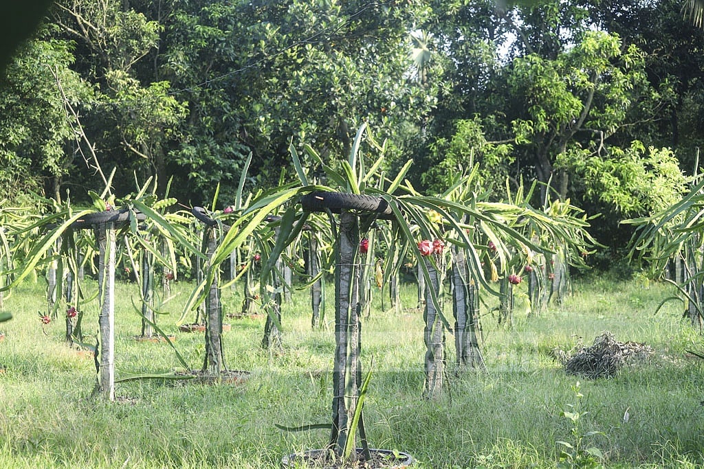 গাজীপুরের জয়দেবপুরে বলধা এলাকায় ড্রাগন ফলের বাগান ফাইল ছবি: আসিফ মাহমুদ অভি