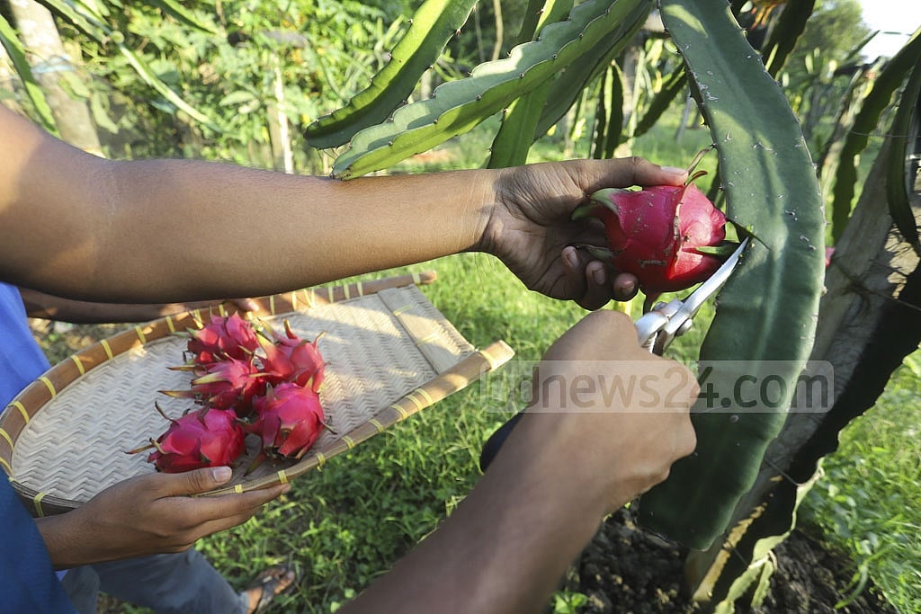 বাগান থেকে সংগ্রহ করা হচ্ছে ড্রাগন ফল ফাইল ছবি: আসিফ মাহমুদ অভি