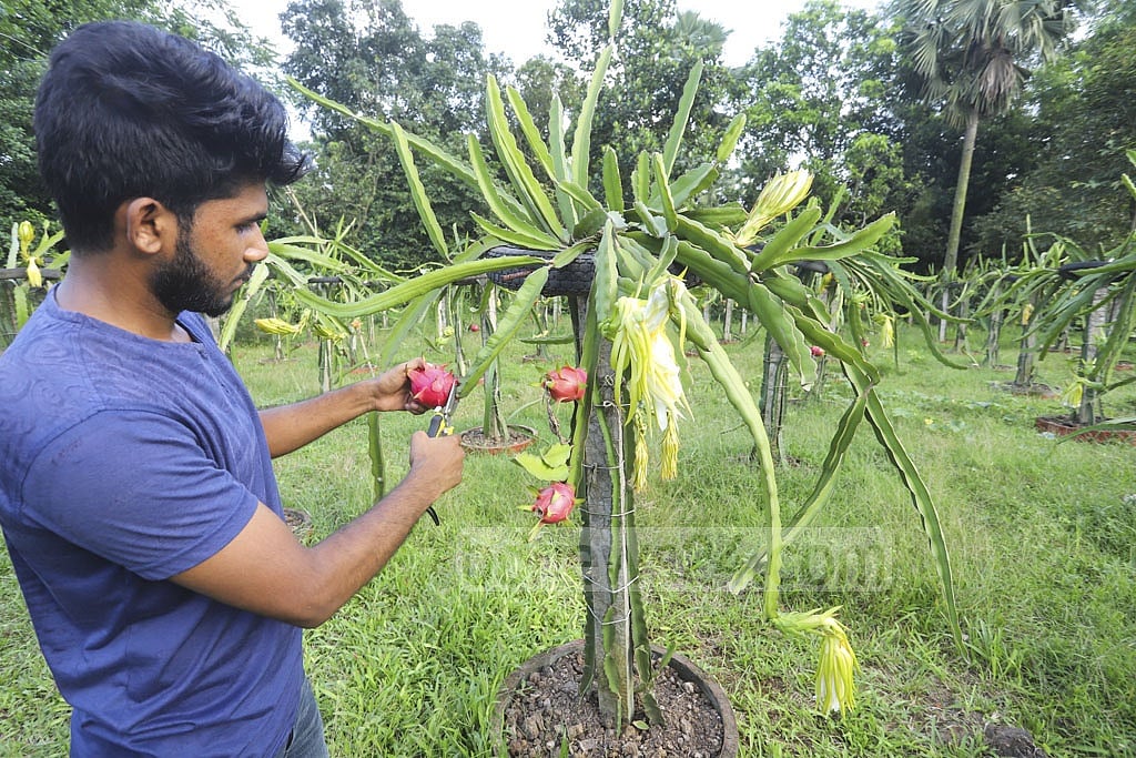বাগান থেকে সংগ্রহ করা হচ্ছে ড্রাগন ফল  ফাইল ছবি: আসিফ মাহমুদ অভি