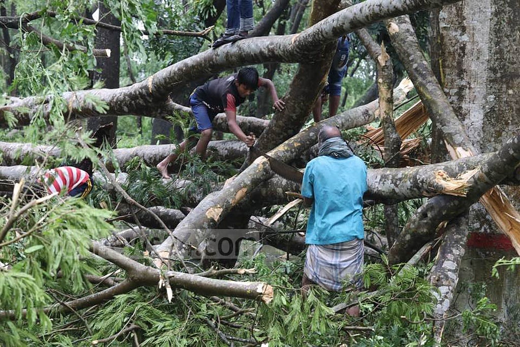ঘূর্ণিঝড়-সাইক্লোনে প্রচুর গাছের ক্ষতি হয় সুন্দরবনে। ফাইল ছবি