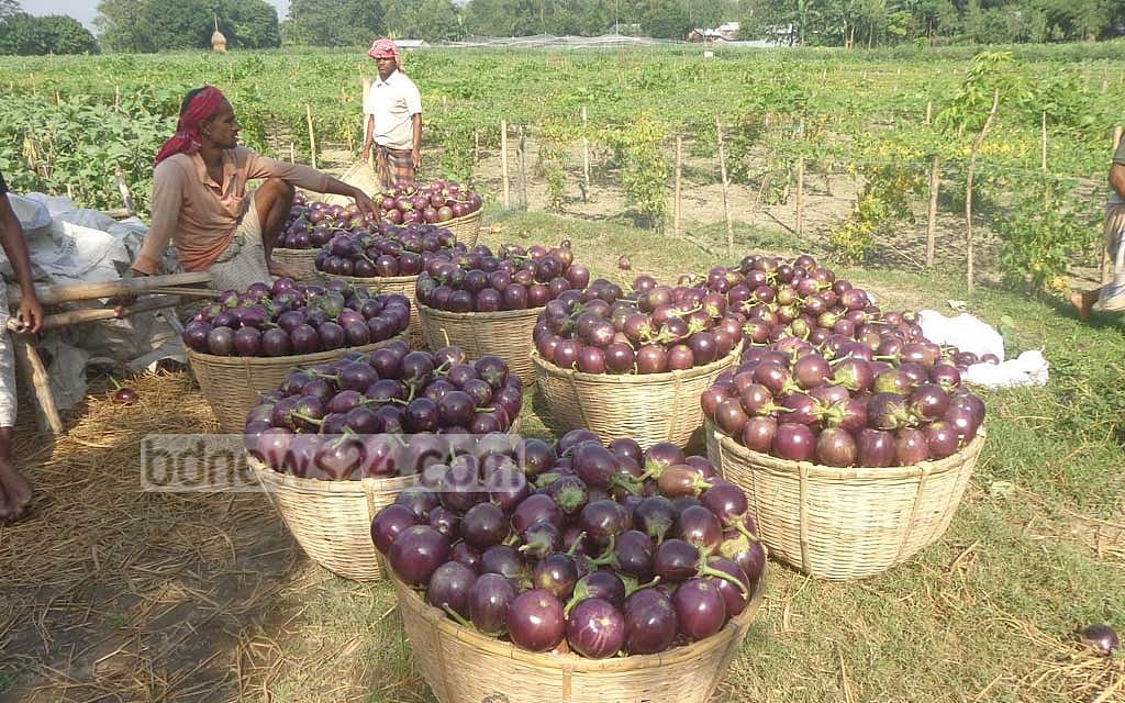 বেগুন ক্ষেতে ঝিংগার আলাপ 