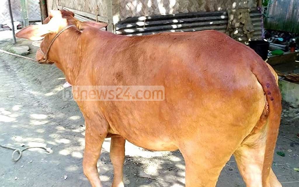 Cattle skin disease spreads in Chandpur before Eid