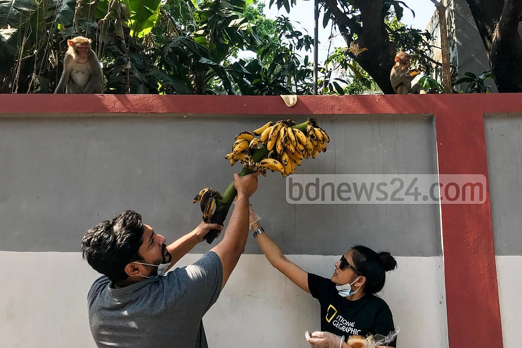 মহামারীর মধ্যে খাবারের কষ্টে পড়া প্রণিদের খাবার যোগাতে পথে নেমেছিলেন অভিনেতা ও বন্যপ্রাণী গবেষক আদনান আজাদ আসিফ  