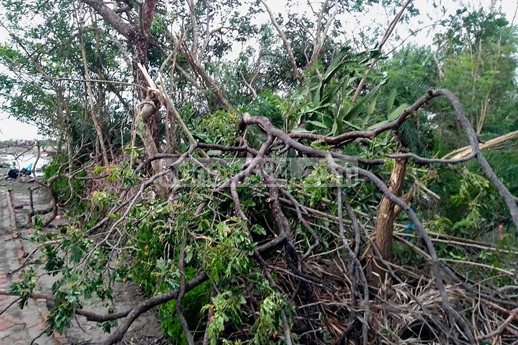 ঘূর্ণিঝড় আম্পানের তাণ্ডবে সাতক্ষীরার শ্যামনগরে দুমড়েমুচড়ে গেছে গাছপালা।  ফাইল ছবি