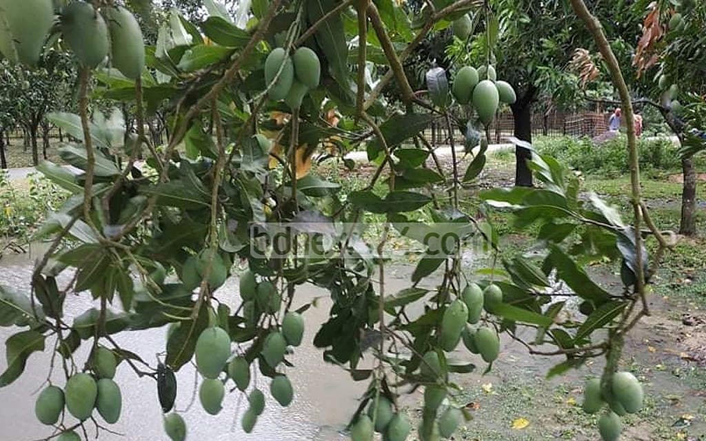 নওগাঁয় আমবাগান থেকে মরদেহ উদ্ধার