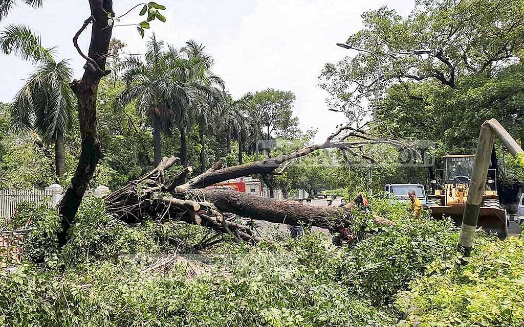 জলবায়ু পরিবর্তনে বেড়েছে ঝড়, যার তাণ্ডবে লন্ডভন্ড হচ্ছে গাছপালা।