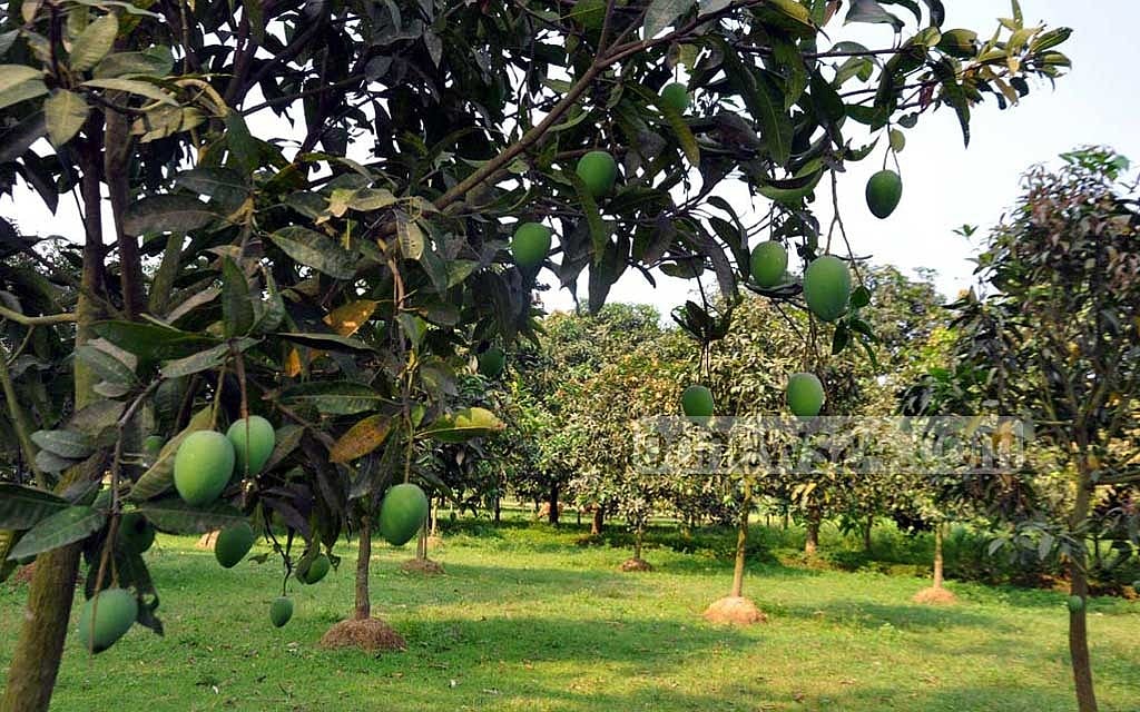 Why is the Haribhanga mango so beloved?