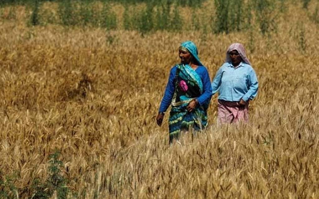 India wheat harvest could hit record on higher planting area ...